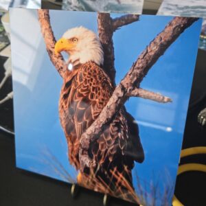 8x8 Print $25 USD - $33 CAD